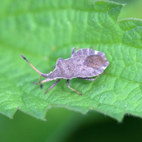 Réf. 357 860 : Enoplops scapha